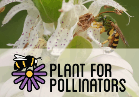 A close-up of a bee on a white flower, with the text Plant for Pollinators and a bee logo overlaid on the image.