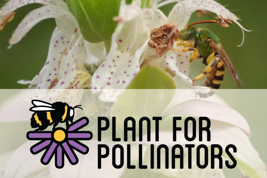 A close-up of a bee on a white flower, with the text Plant for Pollinators and a bee logo overlaid on the image.