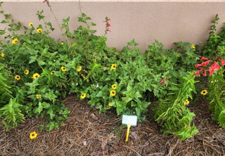 Green plants with small yellow flowers and a few red flowers grow in a mulched garden bed against a beige wall; a small informational sign is placed in the soil.