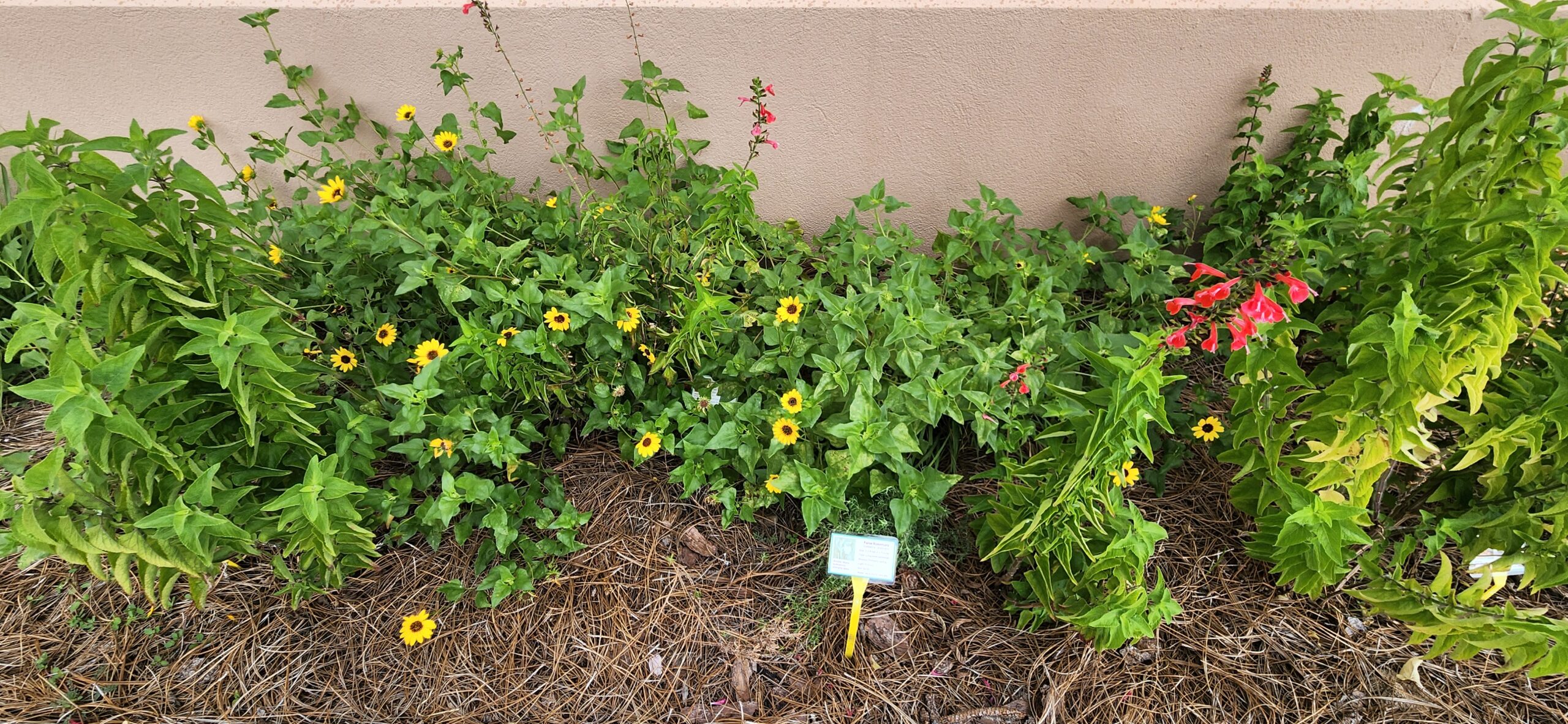 Green plants with small yellow flowers and a few red flowers grow in a mulched garden bed against a beige wall; a small informational sign is placed in the soil.