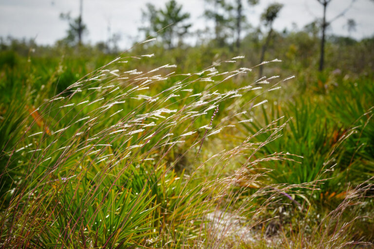 Tall grass sways in the wind in a sunlit field with green vegetation and scattered trees in the background.