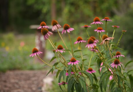 A cluster of purple coneflower plants with pink petals and orange centers growing outdoors in a garden setting.