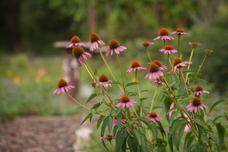 A cluster of purple coneflower plants with pink petals and orange centers growing outdoors in a garden setting.