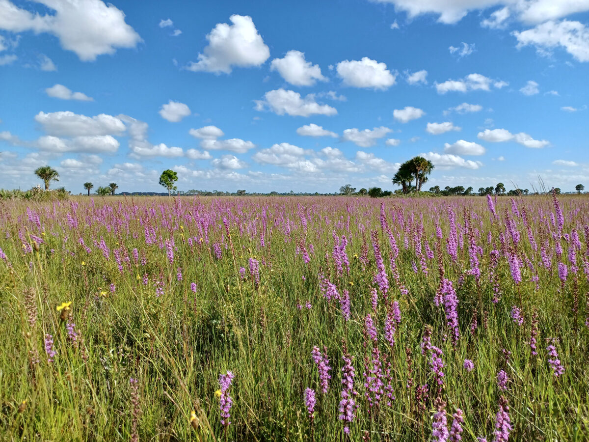A field of tall grass with dense purple wildflowers under a blue sky with scattered clouds; a few trees in the background.