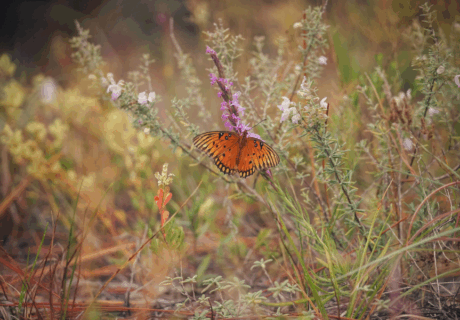 A bright orange butterfly with black spots rests on a purple wildflower amid green and brown grass and plants.