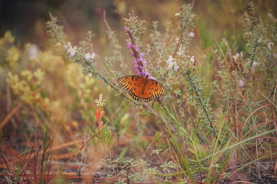 A bright orange butterfly with black spots rests on a purple wildflower amid green and brown grass and plants.