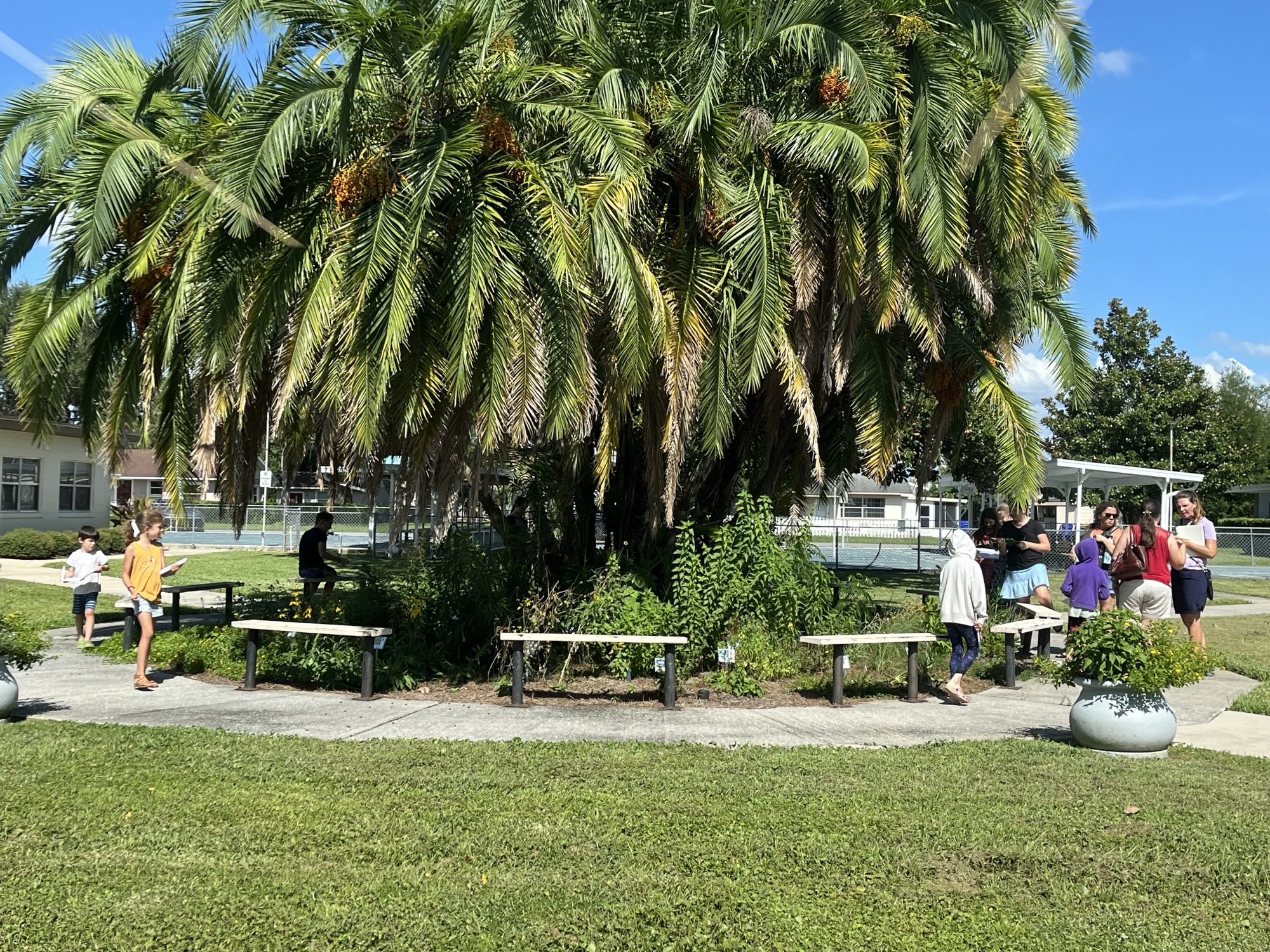 Several children and adults are gathered around benches under a large palm tree in a grassy outdoor area on a sunny day.