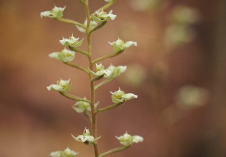 A vertical stem with several small, pale green and white flowers, set against a blurred brownish background.