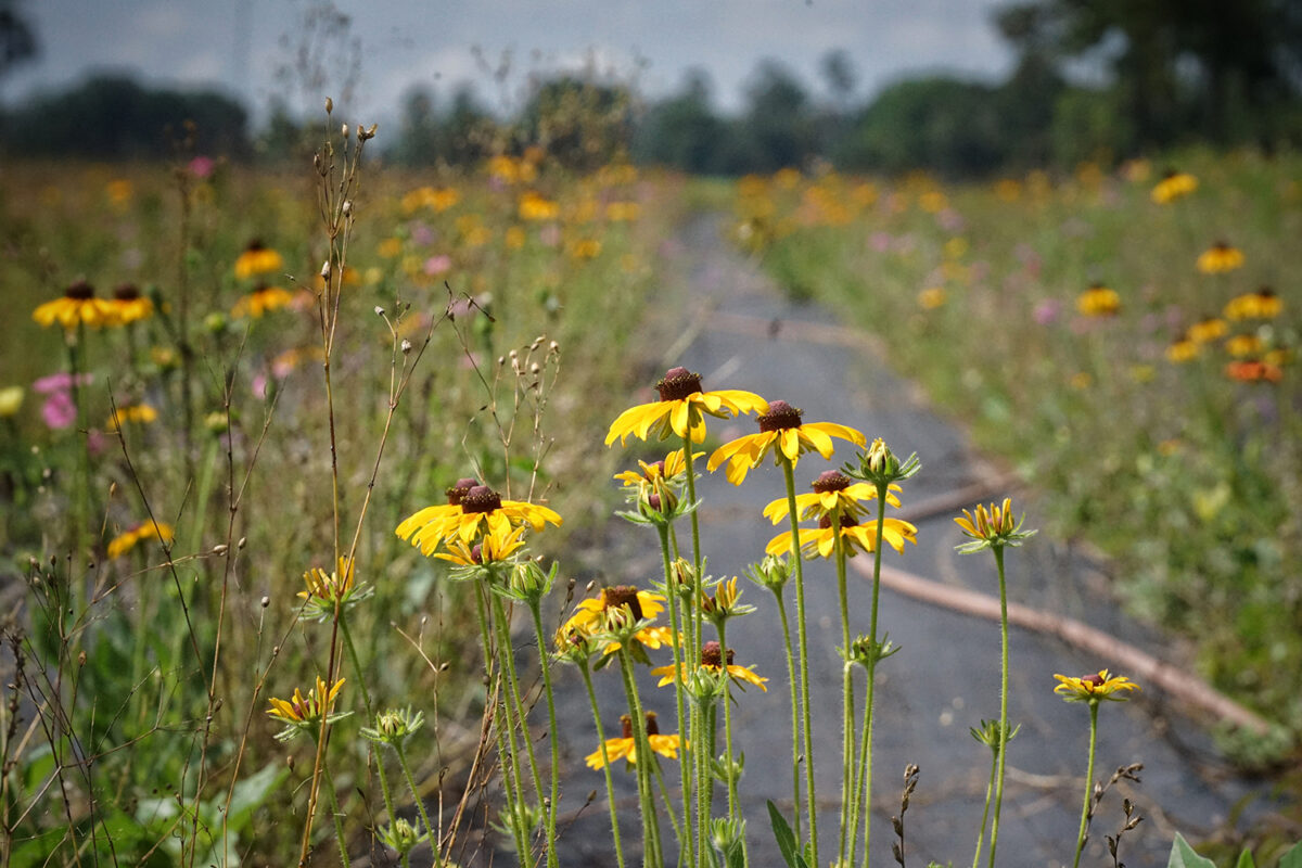 Yellow wildflowers grow beside a narrow paved path in a grassy field, with more flowers and trees visible in the background.