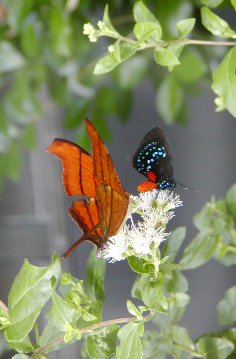 Two butterflies, one orange and one black with blue spots, are perched on a white flower surrounded by green leaves.