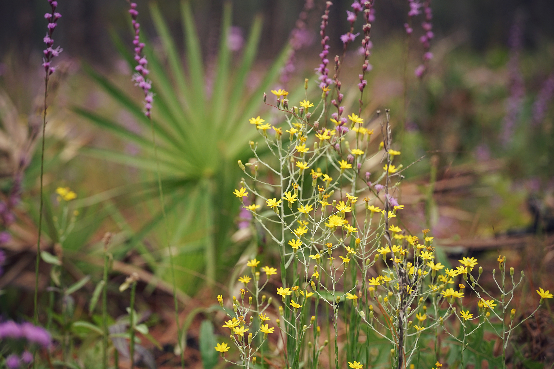 Yellow wildflowers are in focus in the foreground, with out-of-focus purple wildflowers and green foliage in the background.