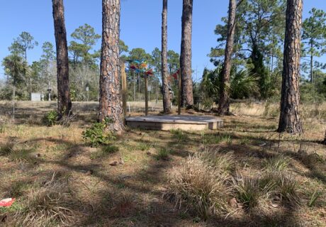 A small wooden platform stands among tall pine trees and dry grass in a lightly wooded area under a clear blue sky.