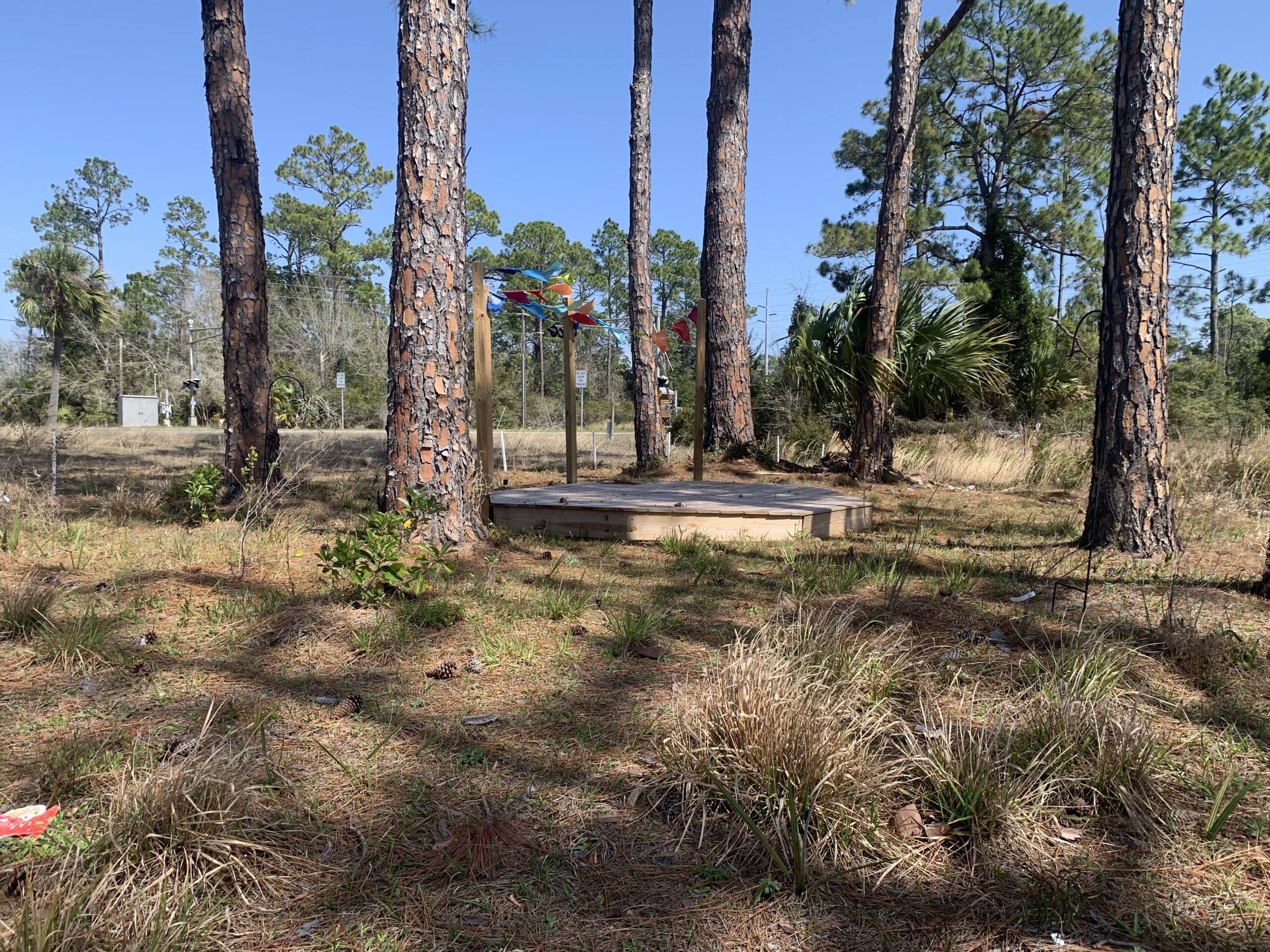 A small wooden platform stands among tall pine trees and dry grass in a lightly wooded area under a clear blue sky.