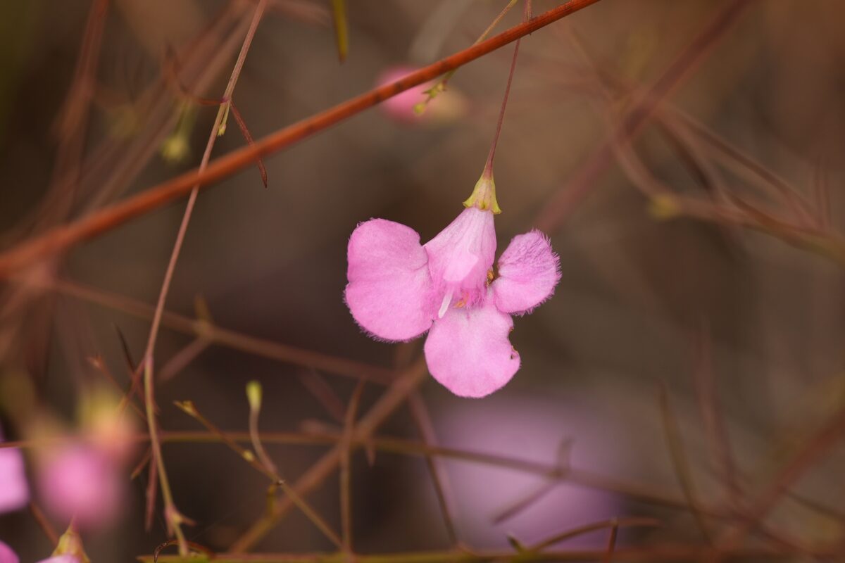 Pineland false foxglove flower. 