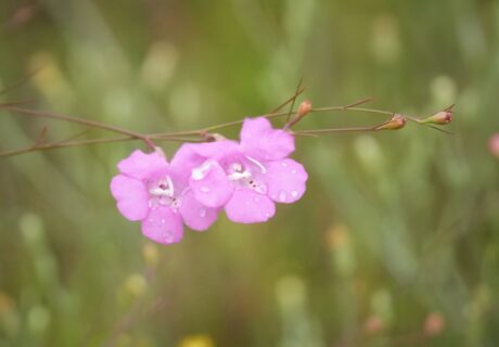 Pink False foxglove flowers.