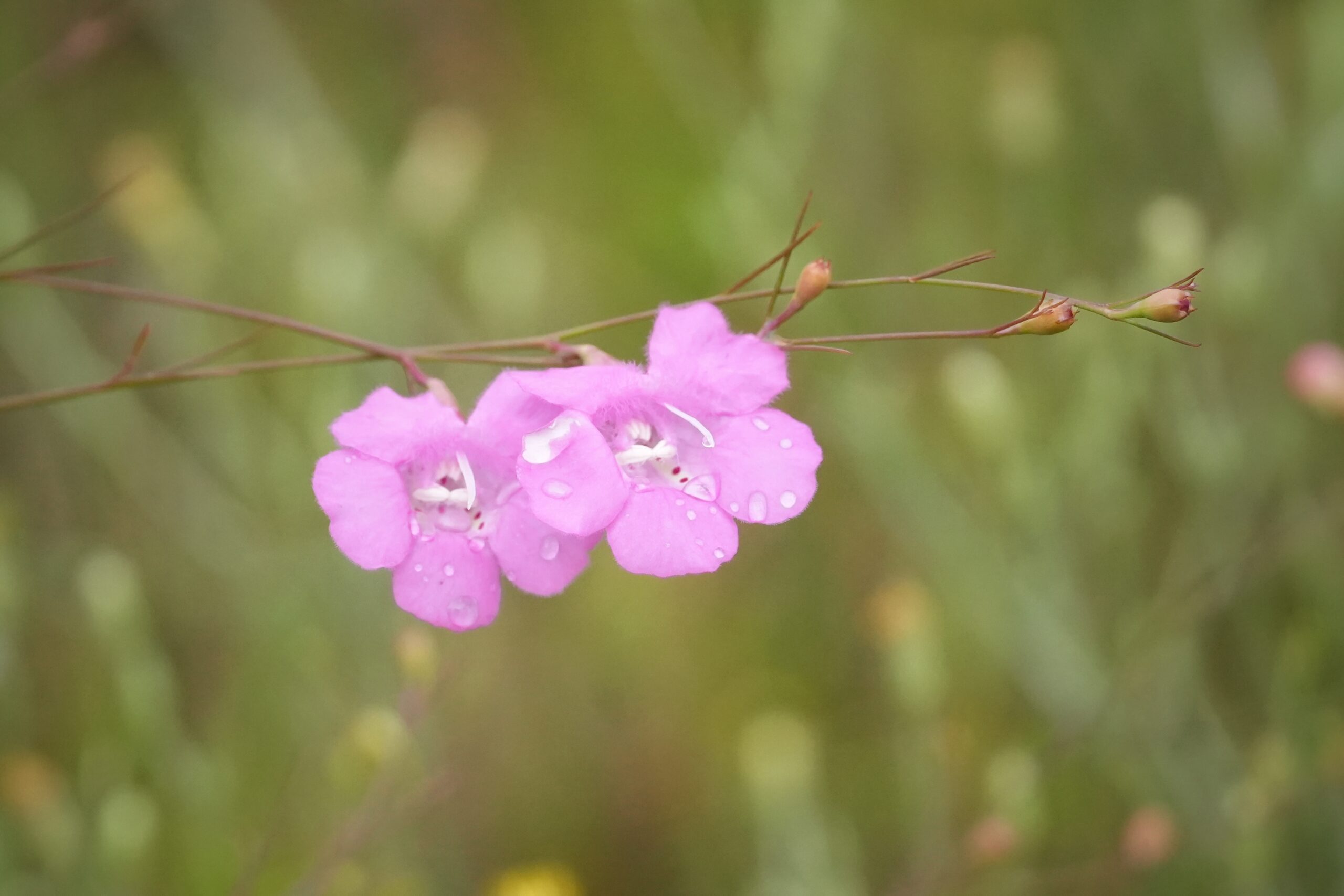 Pink False foxglove flowers.