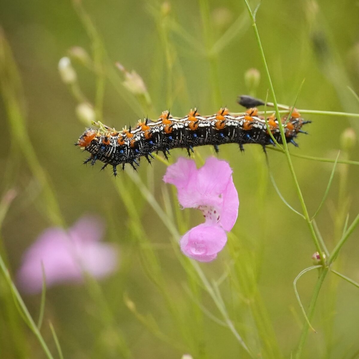 Common buckeye caterpillar feeding on False Foxglove.