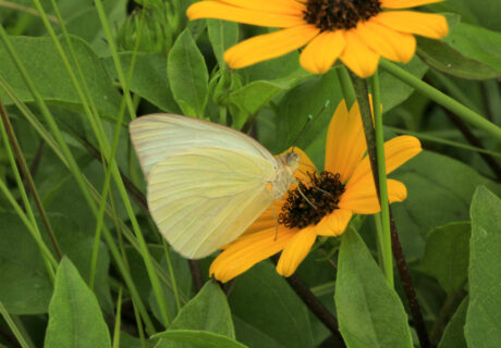 Great southern white butterfly nectaring on sunflowers.