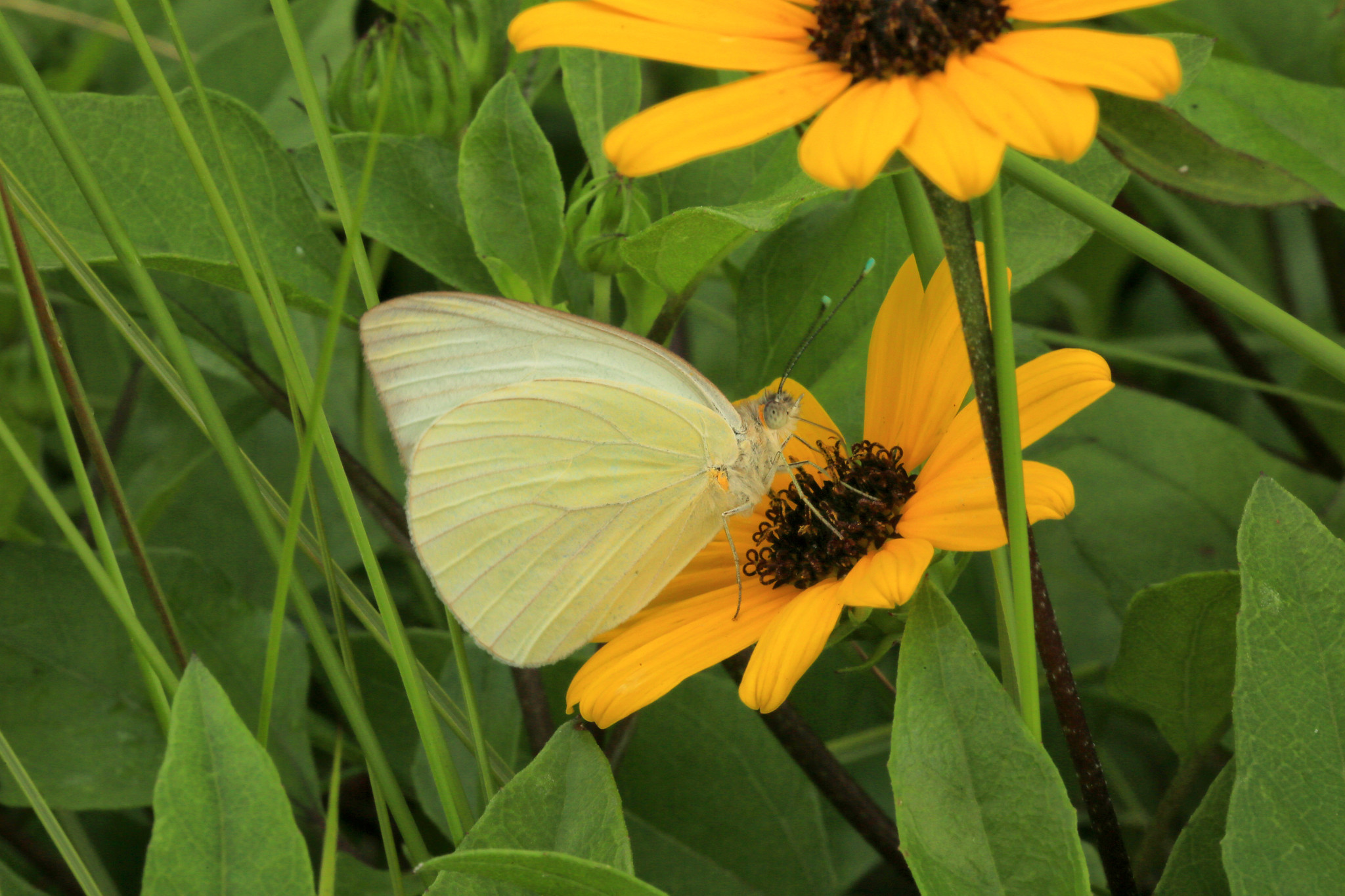 Great southern white butterfly nectaring on sunflowers.