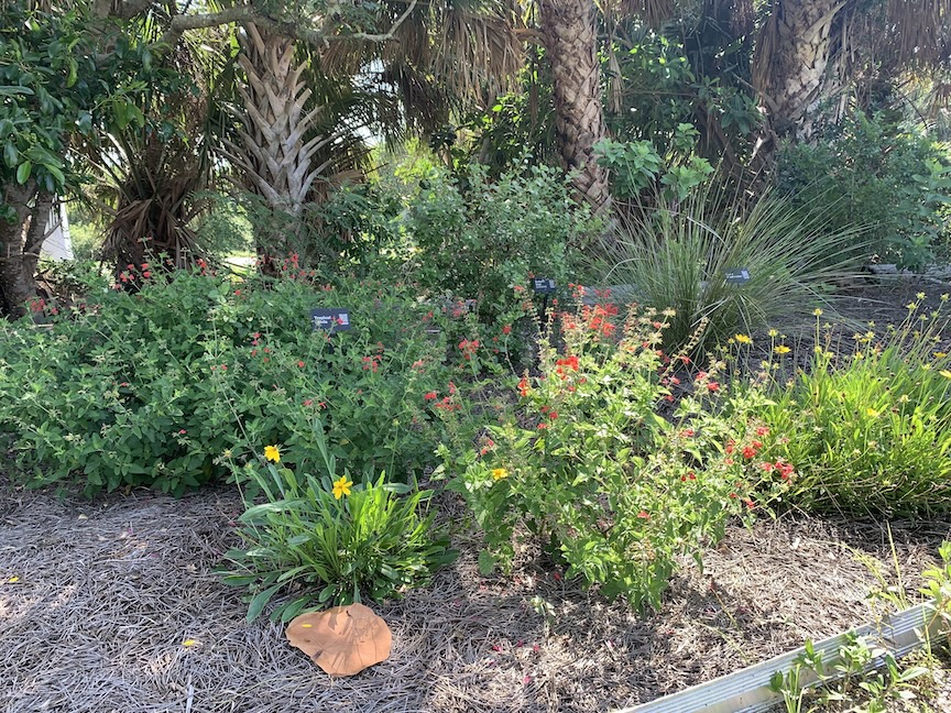 A garden bed with various flowering plants, green shrubs, and pine mulch, with palm trees and dense foliage in the background.