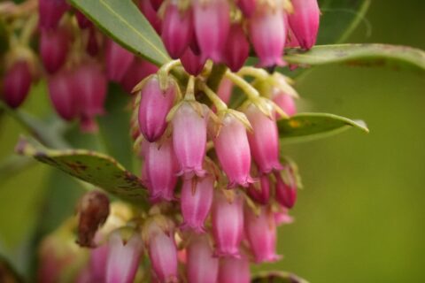 Pink, bell-shaped Shiny lyonia flowers.