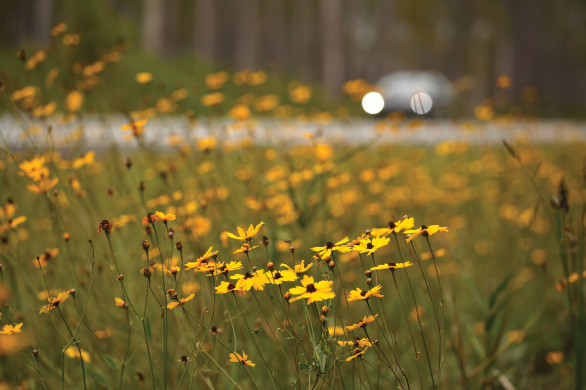 Vibrant yellow Tickseed blooming on a roadside.