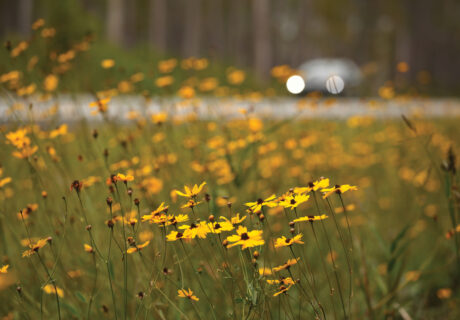 Vibrant yellow Tickseed blooming on a roadside.