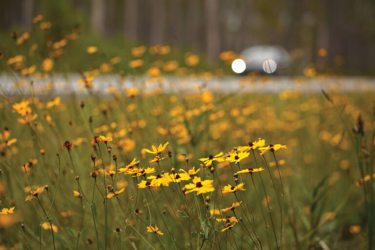 Vibrant yellow Tickseed blooming on a roadside.