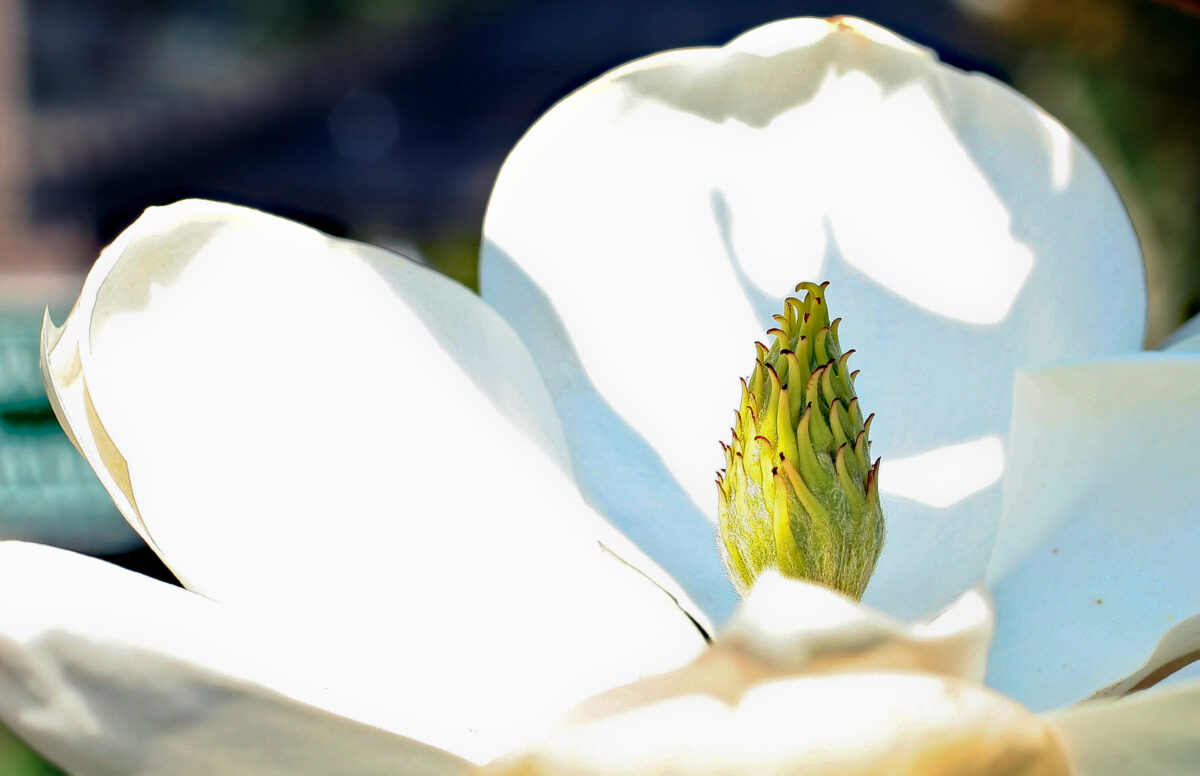 Close-up of a white magnolia flower with prominent central cone-shaped structure and large petals in bright sunlight.