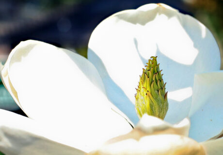 Close-up of a white magnolia flower with prominent central cone-shaped structure and large petals in bright sunlight.