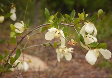 A branch with several cream-colored flowers and green leaves, pictured outdoors with a blurred natural background.