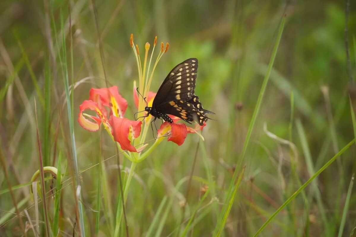 A Black swallowtail butterfly visiting a Catesby’s lily.