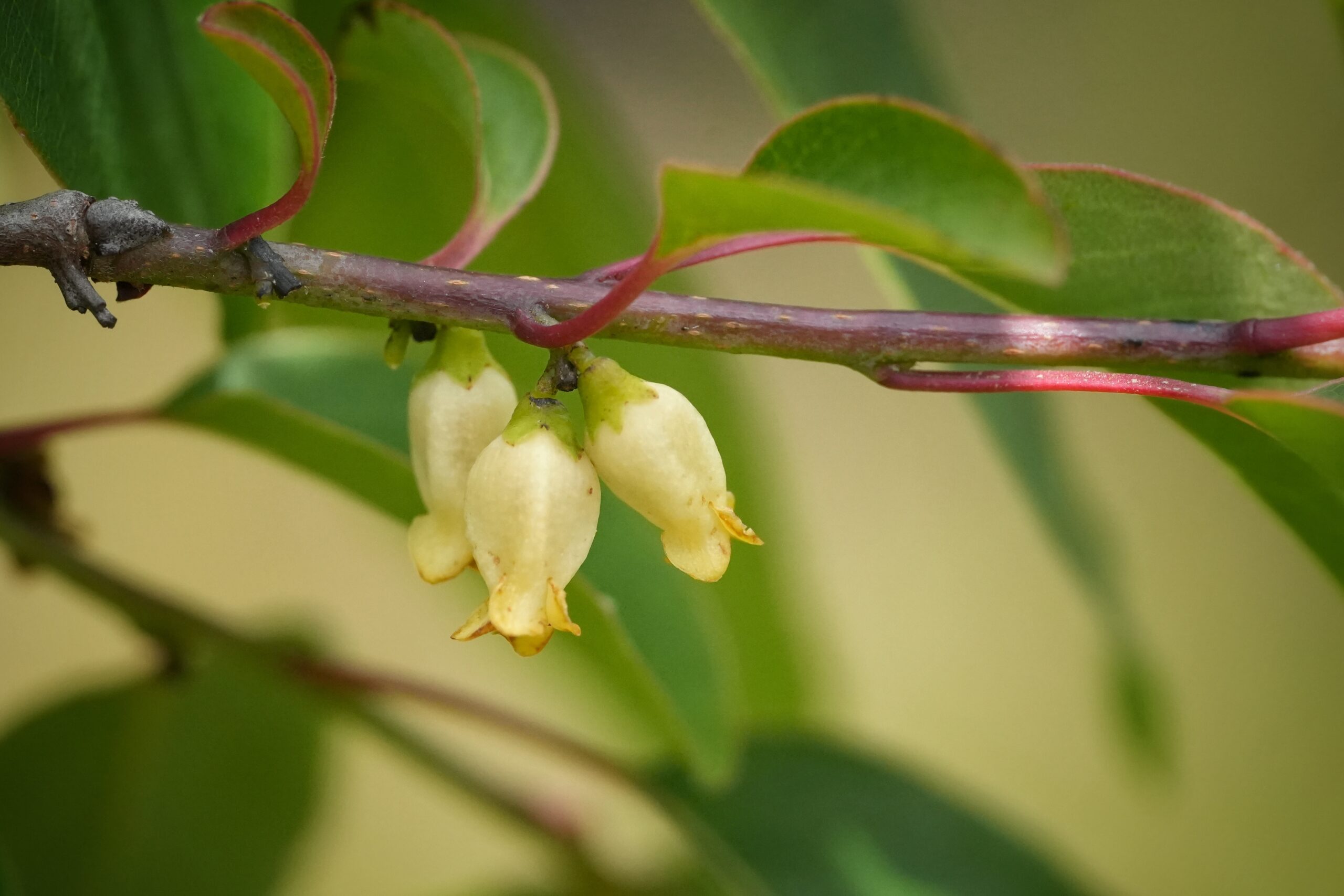 Close-up of a branch with small, pale yellow, bell-shaped flowers and green leaves.
