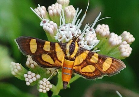 A moth with orange and black patterned wings rests on a cluster of small white flowers against a green leafy background.