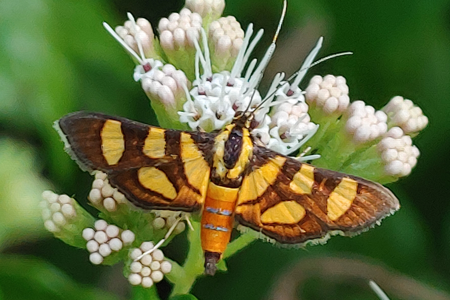 A moth with orange and black patterned wings rests on a cluster of small white flowers against a green leafy background.