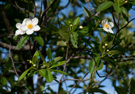 Loblolly bay branches with green leaves and white flowers with yellow centers.
