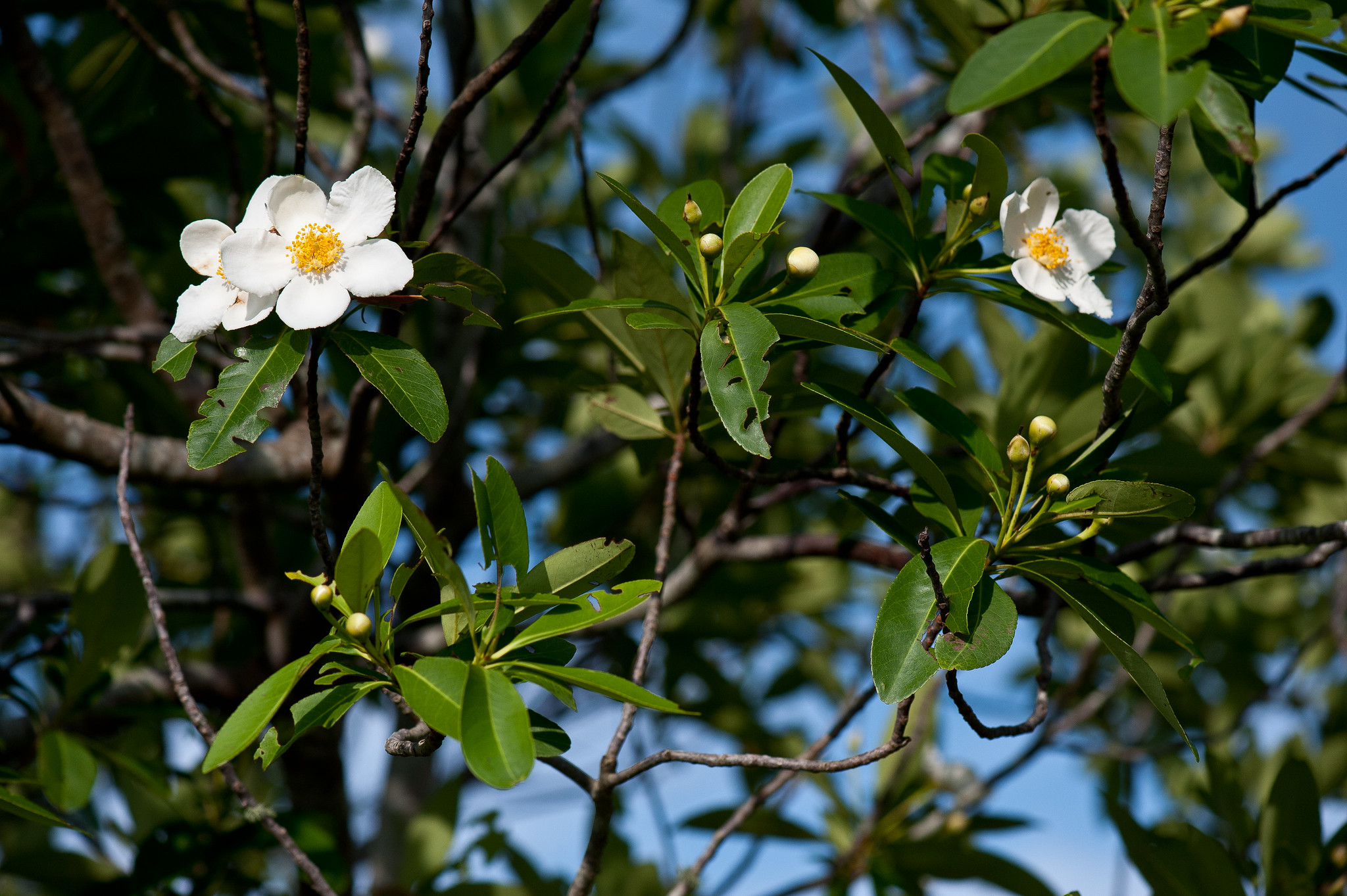 Loblolly bay branches with green leaves and white flowers with yellow centers.