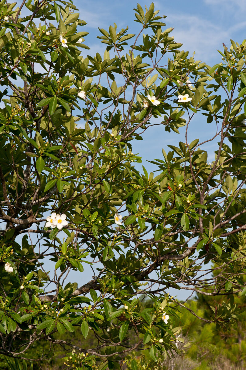 Loblolly bay tree in bloom.