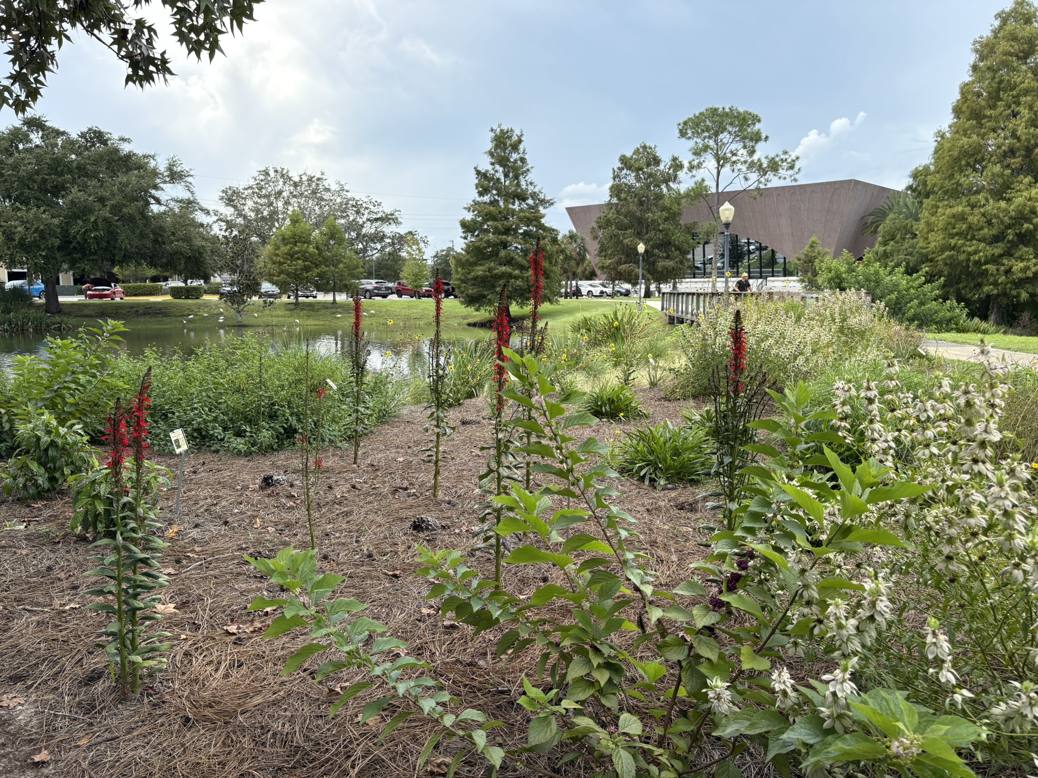 A garden with tall red flowers and green plants, mulched with pine straw, sits near a pond and trees, with a modern building and parked cars in the background.