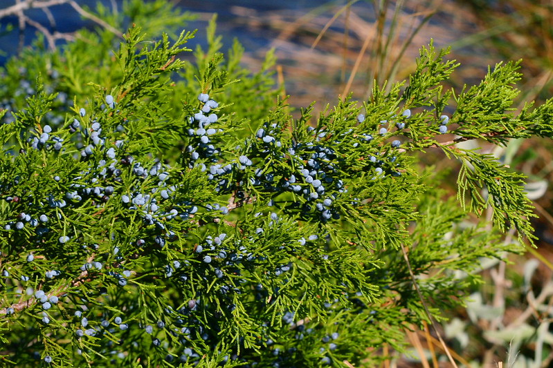 A close-up of a juniper bush with clusters of small, blue berries among dense green needle-like foliage.