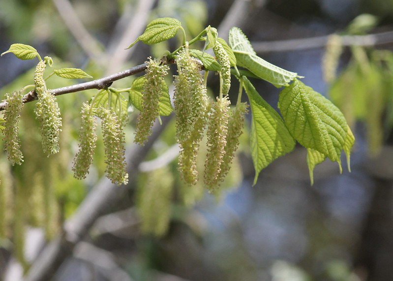 A close-up of a tree branch with green leaves and several hanging clusters of catkins in daylight.