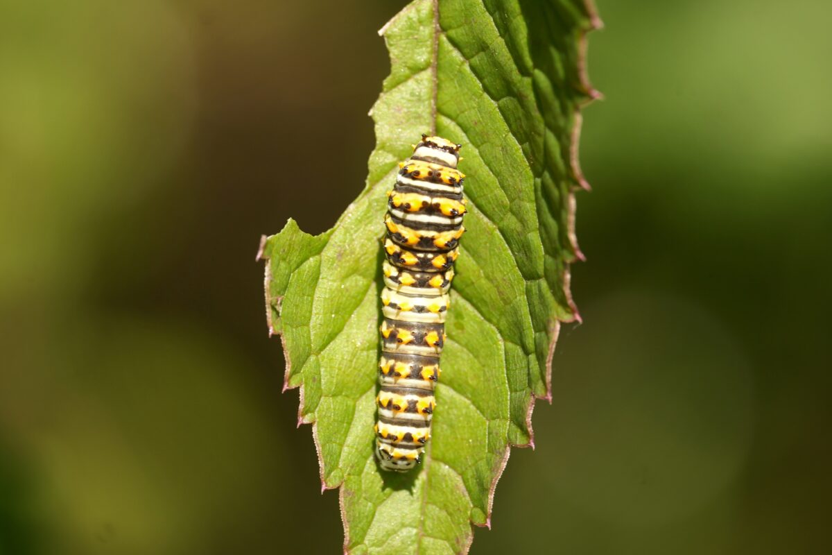 A striped Black swallowtail caterpillar with yellow, black, and white markings.