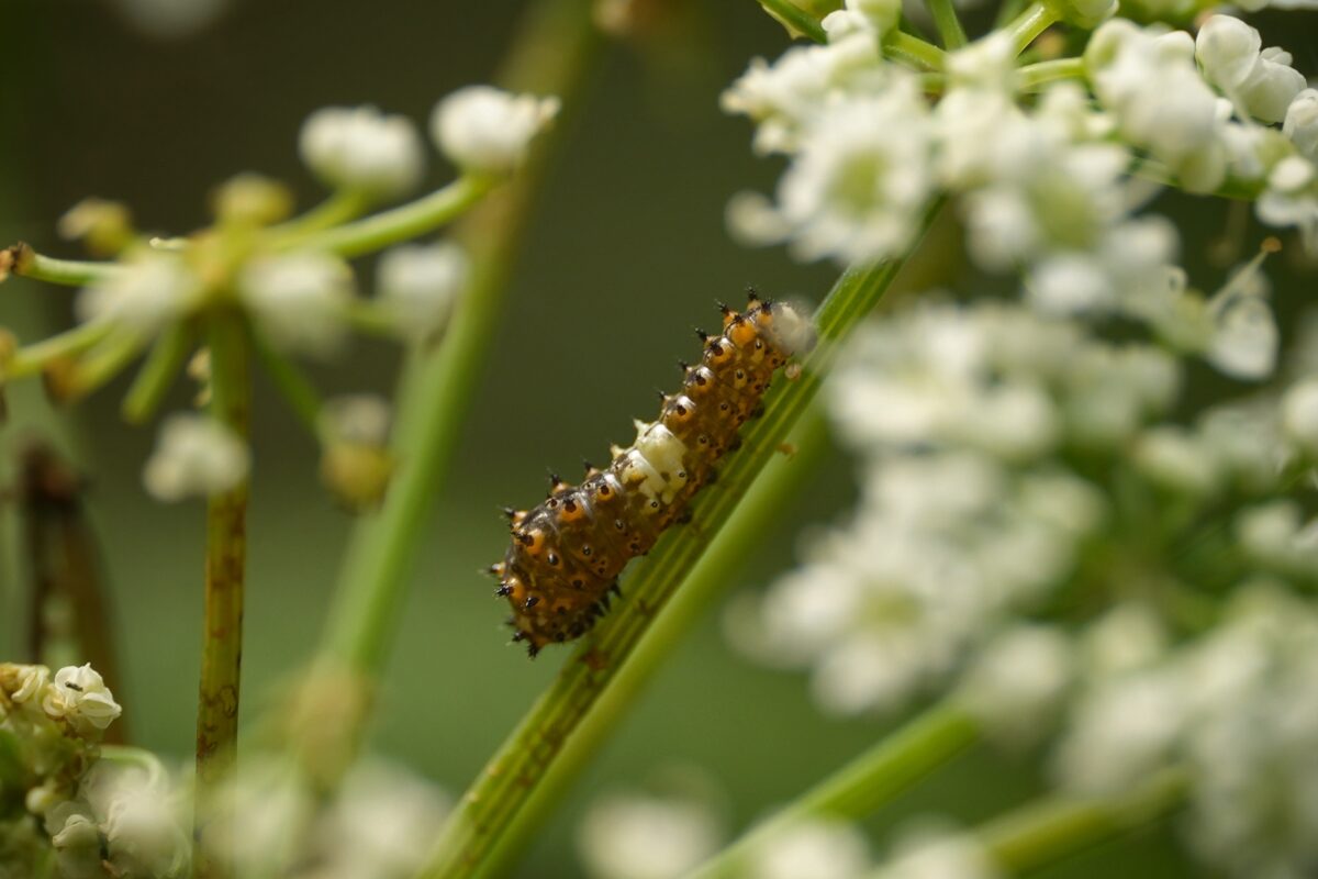 A spiky brown Black swallowtail caterpillar.