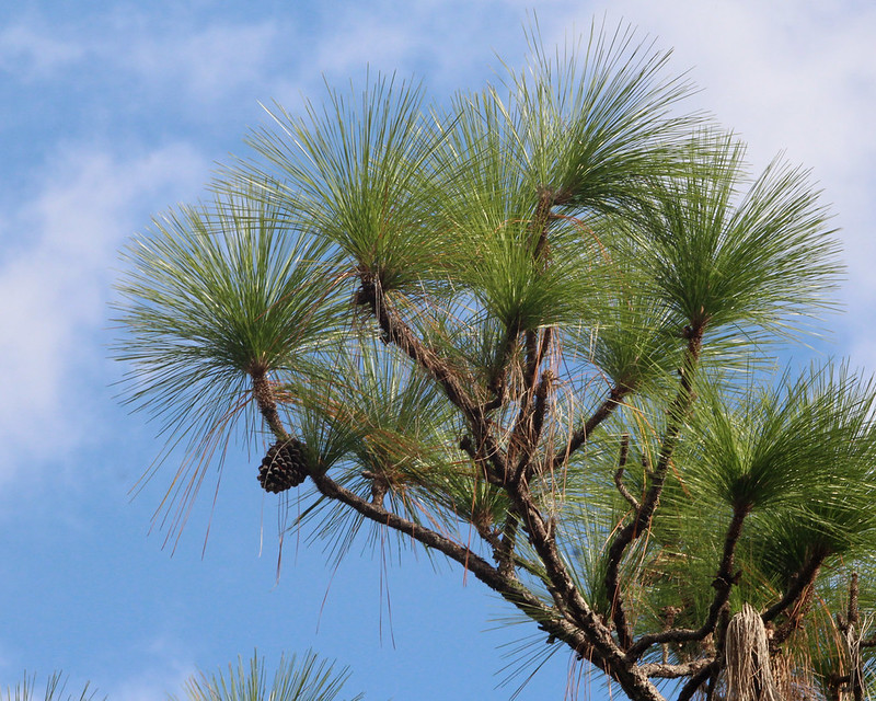 A close-up of the upper branches of a pine tree with long needles and pine cones, set against a blue sky with scattered clouds.