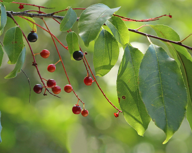 A branch with elongated green leaves and clusters of small red and black berries against a blurred green background.