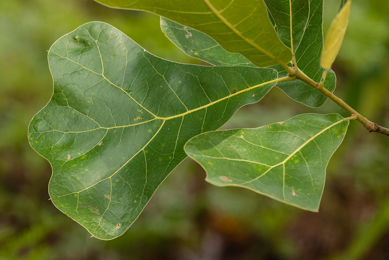 Close-up of two green leaves with visible veins on a stem, set against a blurred natural background.