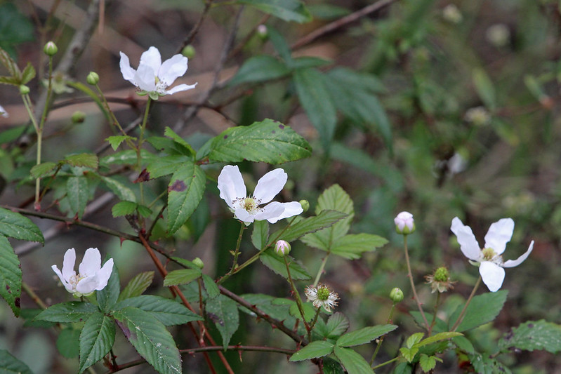 White wildflowers with five petals and green leaves grow among stems and buds in a natural outdoor setting.