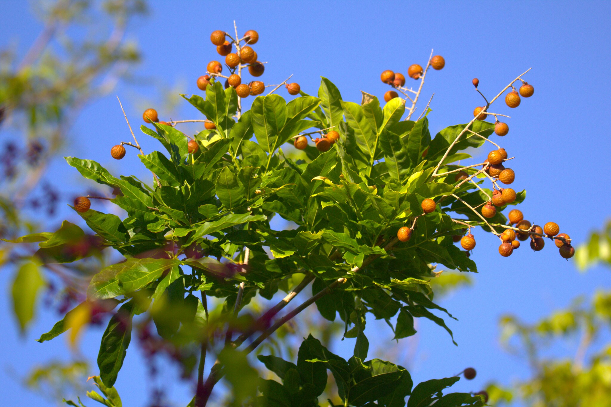 Green leaves and clusters of small, round, brownish-orange berries on a tree branch against a clear blue sky.