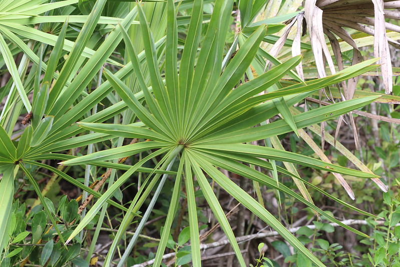 Close-up of a green palmetto palm fan with long, narrow leaves radiating from the center, surrounded by other foliage.