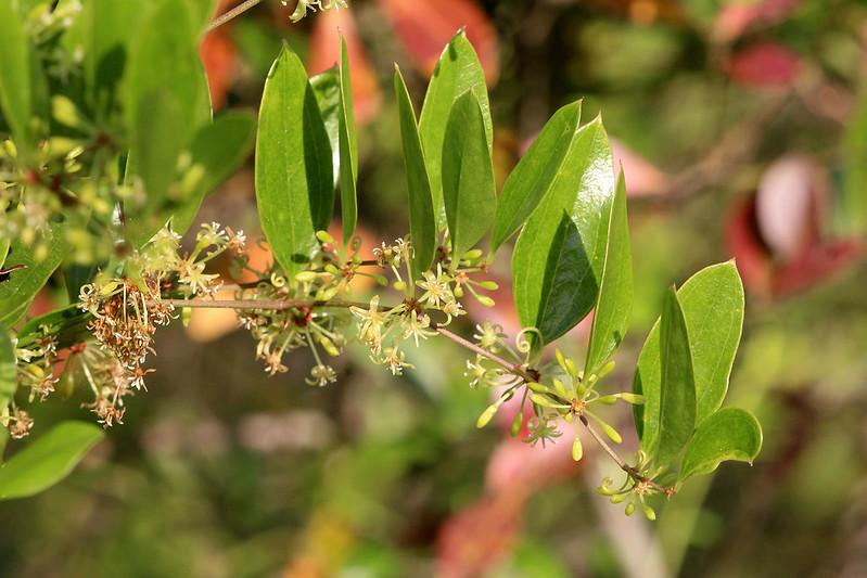 A close-up of a green leafy branch with small, yellowish flower buds and blossoms, set against a blurred background of foliage.